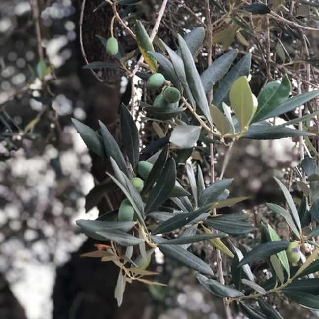 Salento: Olive Oil Mill Walking Tour with Tastings - Should You Book This Salento Olive Oil Mill Walking Tour?