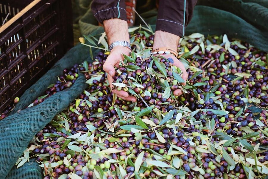 San Felice: Olive Oil Tasting with local food on Garda Hills - Who This Tour Fits Best (And Who Should Skip It)