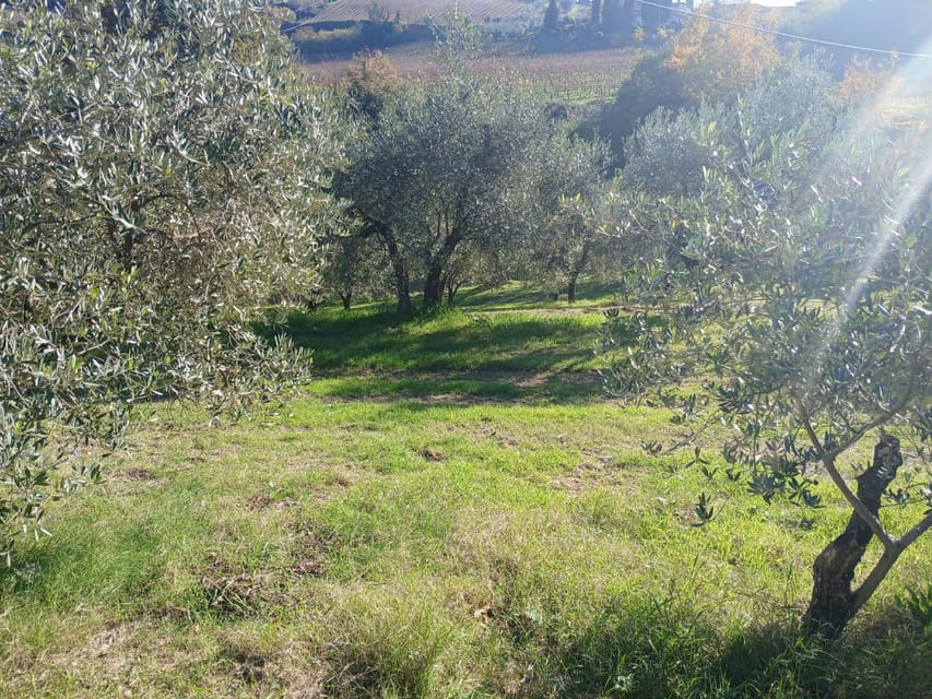 San Gimignano: Winery Visit with Picnic in Olive Grove - Quick highlights you shouldn’t skip