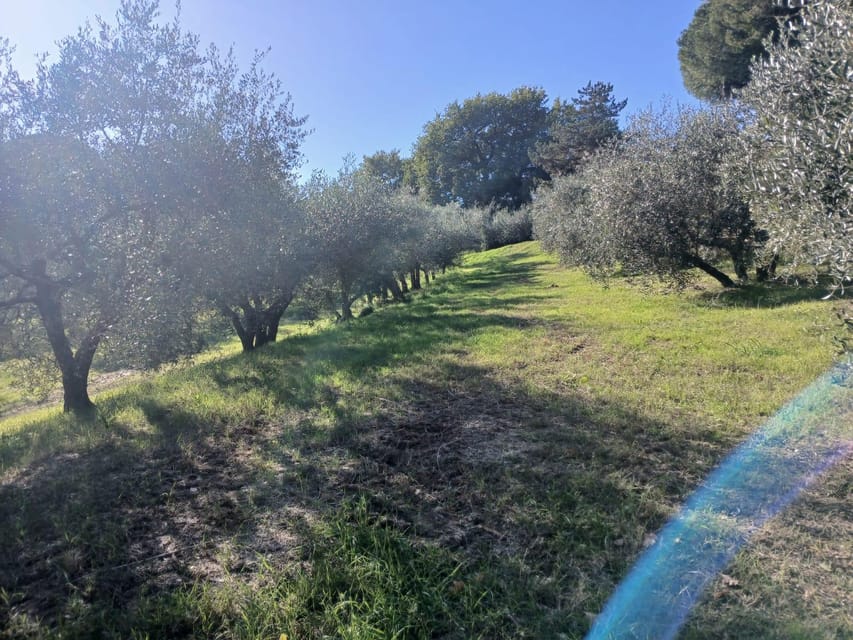 San Gimignano: Winery Visit with Picnic in Olive Grove - The olive grove picnic: how to make the most of your blanket spot