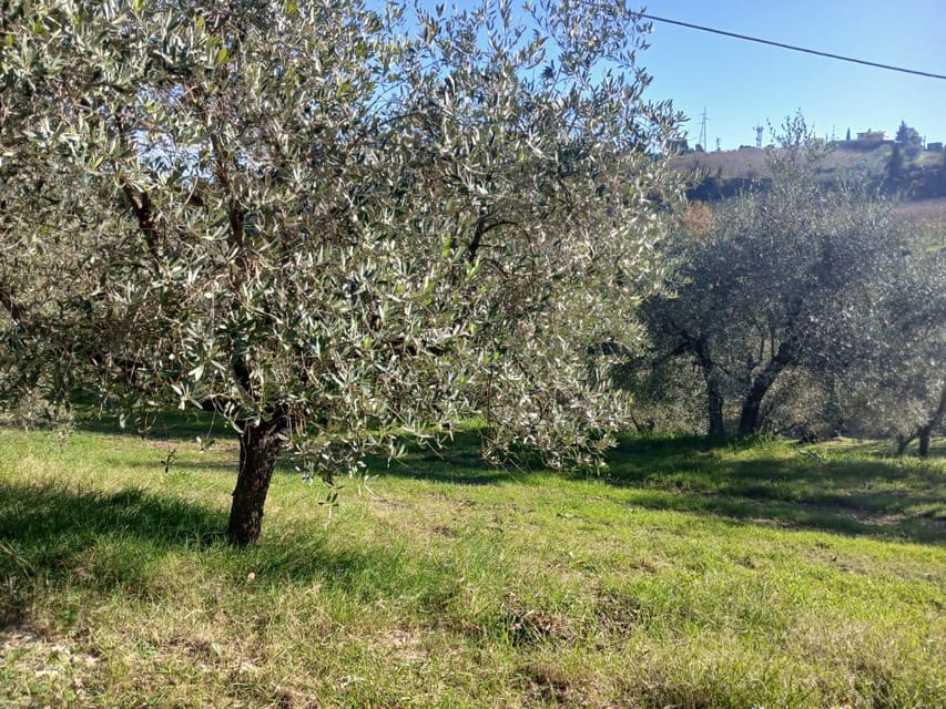 San Gimignano: Winery Visit with Picnic in Olive Grove - What you’ll eat: pappa al pomodoro and an olive-grove style spread