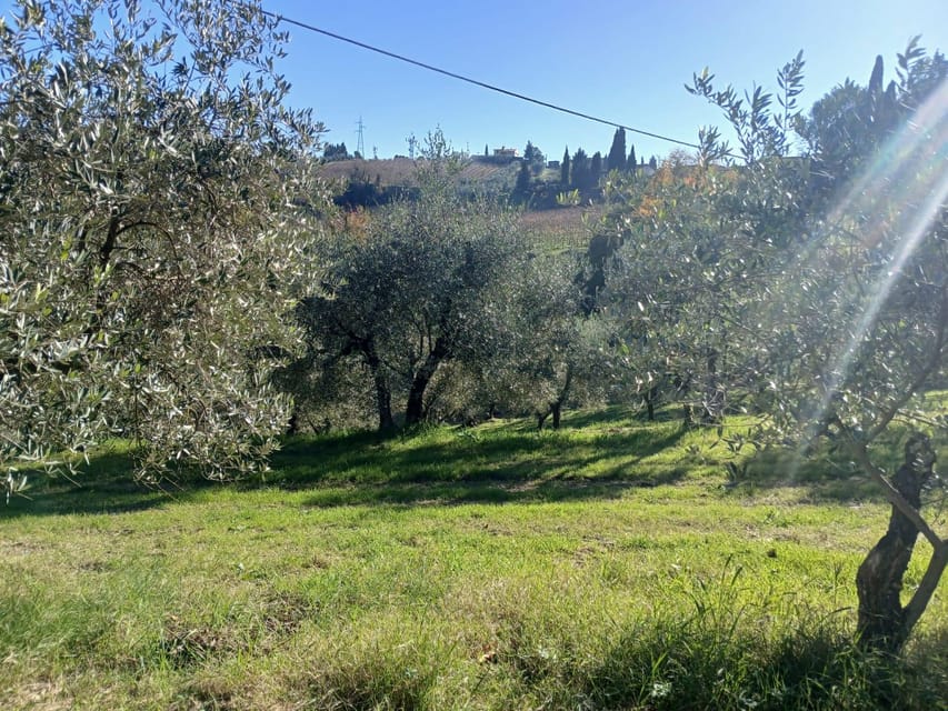 San Gimignano: Winery Visit with Picnic in Olive Grove - Price and value: is $59 per person a smart move?