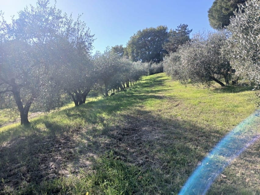 San Gimignano: Winery Visit with Picnic in Olive Grove - Your 2-hour flow: how the experience typically unfolds