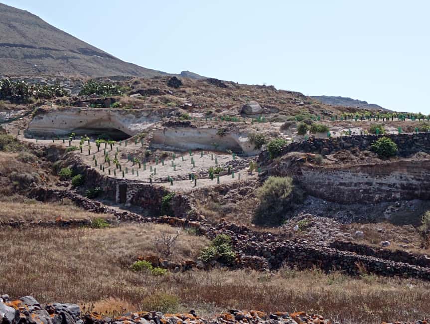 Santorini: Private Olive Oil tasting & Liqueur experience - The estate walk: four terraces, caves, and plant-drying shade