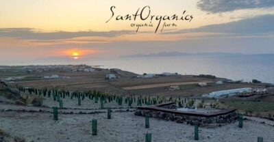 Santorini: Private Olive Oil tasting & Liqueur experience - Meeting Maria and Dimitris in Oia’s Columbos area
