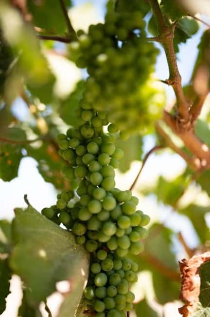 Santorini: Private Olive Oil tasting & Liqueur experience - Black raisin liqueur: fermentation, rarity, and numbered flasks
