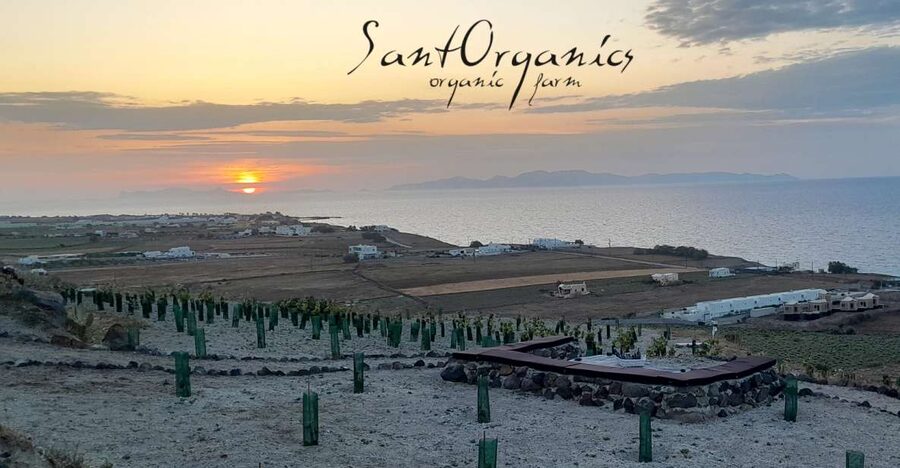 Santorini: Private Olive Oil tasting & Liqueur experience - Meeting Maria and Dimitris in Oia’s Columbos area