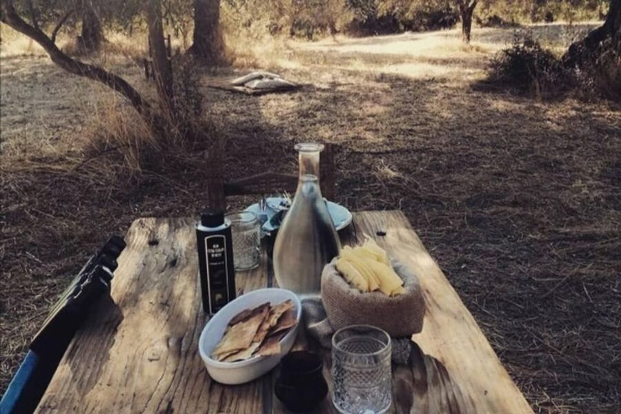 Sardinian Olive Oil tasting & Picnic among the olive trees - The mill and the ethnographic museum: four generations of olive oil work