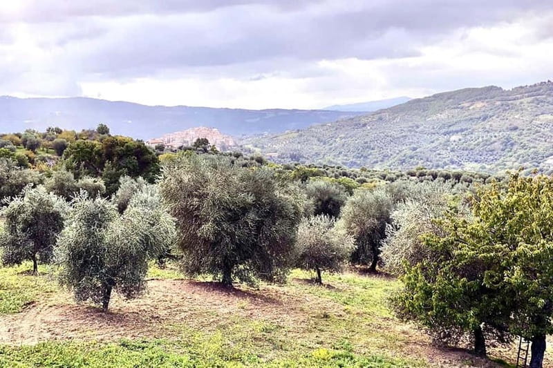 Seggiano: Guided Tour of the Olive Grove and Food Tasting - Seggiano’s olive grove views, and why they matter