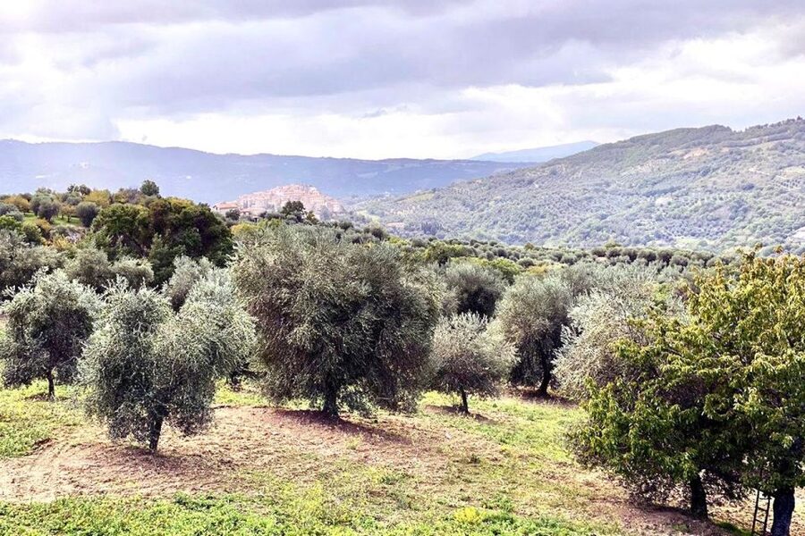 Seggiano: Typical Tuscan Farm Tour with Olive Oil Tasting - Olive Oil, Done the Farm Way in Seggiano