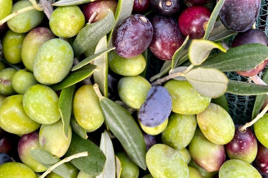 Seggiano: Typical Tuscan Farm Tour with Olive Oil Tasting - How Extra Virgin Olive Oil Is Made: The Simple Version That Actually Sticks