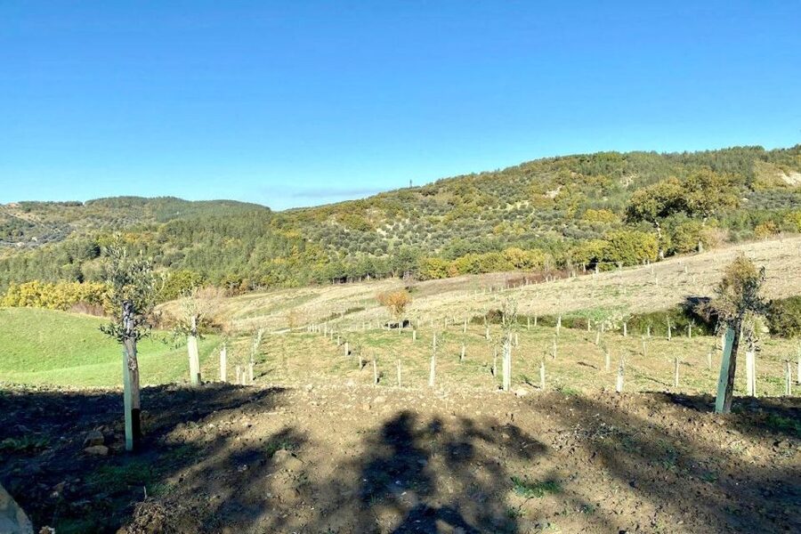 Seggiano: Typical Tuscan Farm Tour with Olive Oil Tasting - Views From the Farm: Seggiano as a Bonus Classroom