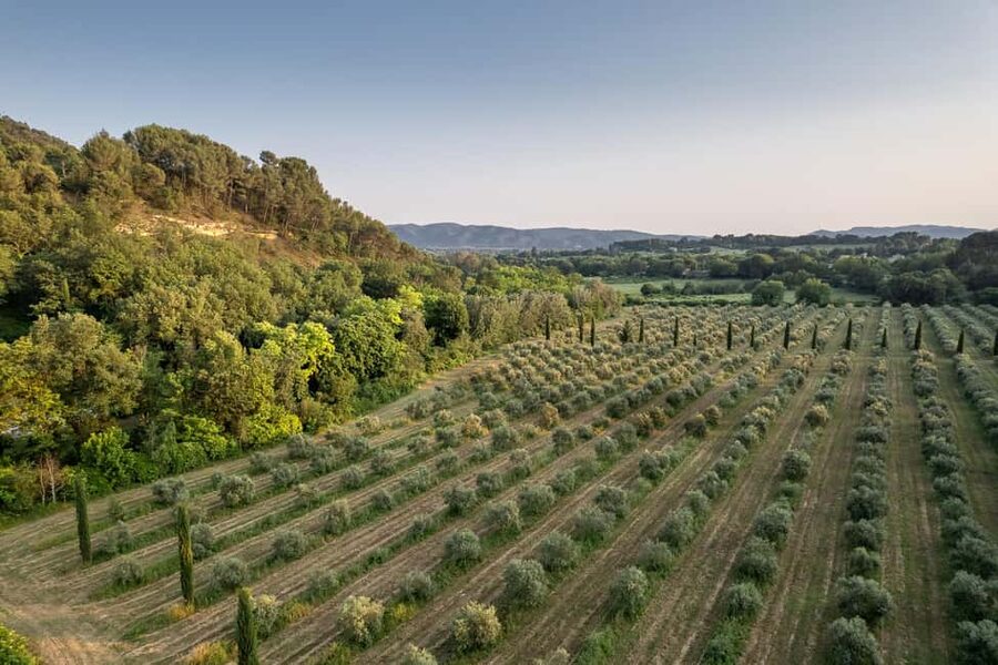 Self tour of the olive oil mill & olive oil tasting - Who should book (and who should skip)