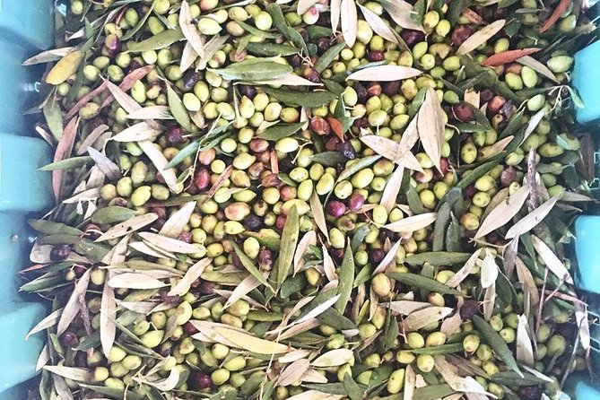 Semi Private Wine and Olive Oil tour (Transfer & Lunch Incl.) - What You Actually Get to Taste (And Why That’s the Value)