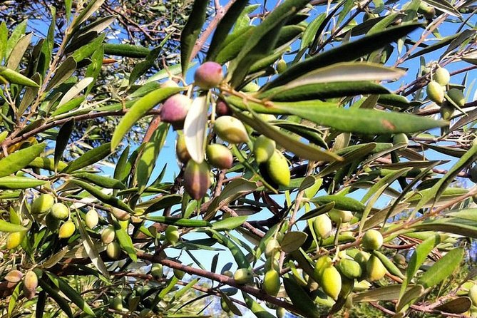 Semi Private Wine and Olive Oil tour (Transfer & Lunch Incl.) - Timing, Pacing, and the One Thing You Should Watch