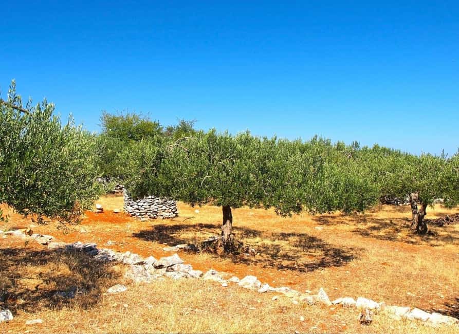 Šibenik: Croatia in a Day, Vistas, History, Olive Oil, Wine - Key highlights you will remember
