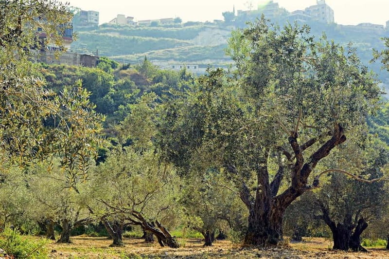 Small group- Exclusive Olive Oil & Wine Tour Mallorca - Mallorca by Taste: Why This Tour Works So Well