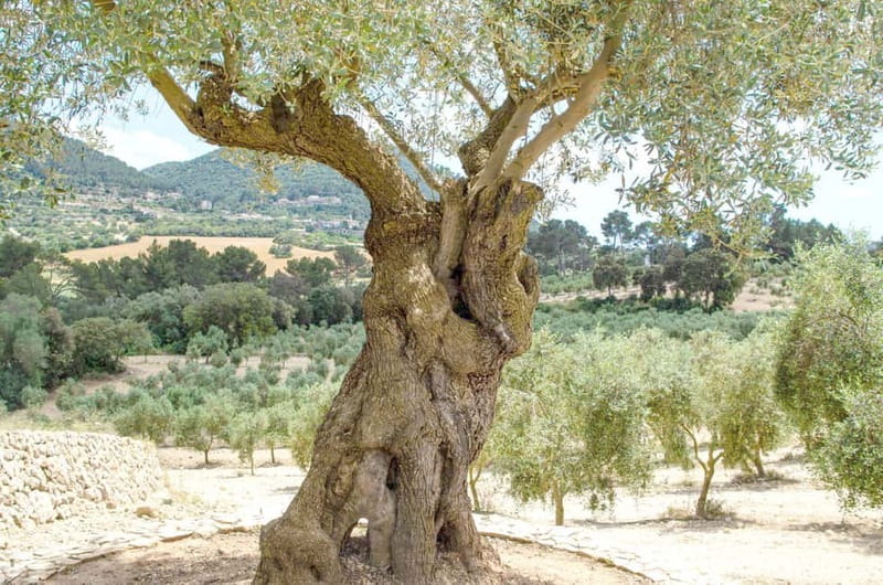 Small group- Exclusive Olive Oil & Wine Tour Mallorca - 7 Hours of Plant-to-Pour: How the Day Is Set Up