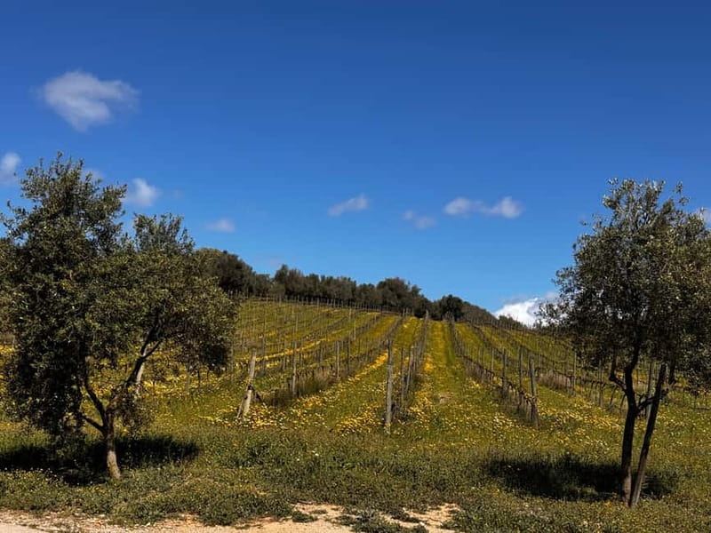 Small group- Exclusive Olive Oil & Wine Tour Mallorca - The Olive Oil Mill Stop: Guided Tasting, Not Just a Demo