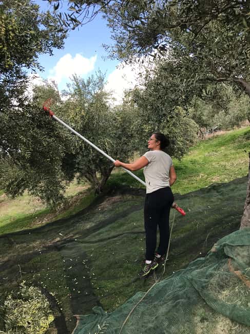 Snail and olive farm tour with table olives & homemade sweet - Farm walk breaks: courtyard photos, chicken coop, and asking real questions