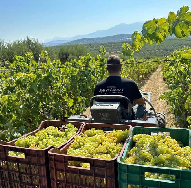Soap, Wine, Raki, Olive Oil, Meet the local Producers Tour - Olive grove to mill: Crete’s liquid gold at 11:30