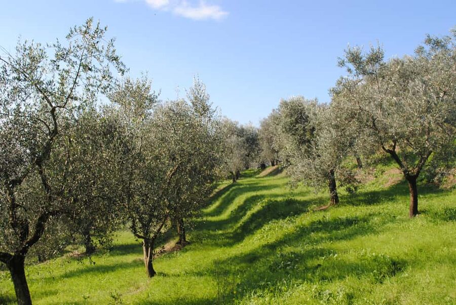 Soap, Wine, Raki, Olive Oil, Meet the local Producers Tour - The drive matters: valleys, villages, and the pace of real Crete