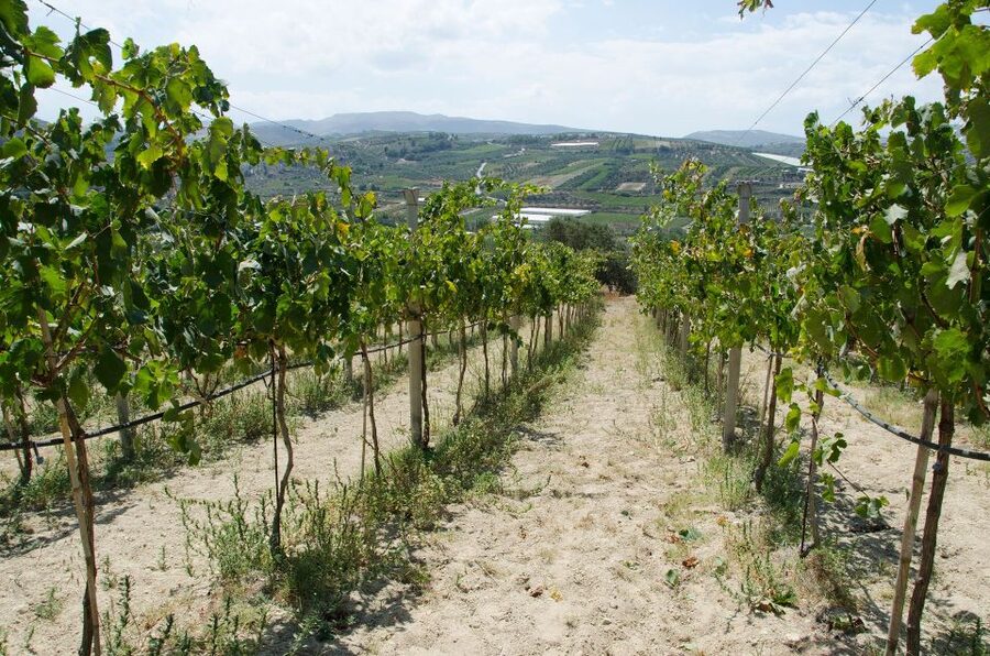 Soap, Wine, Raki, Olive Oil, Meet the local Producers Tour - What to bring and how to handle the day comfortably