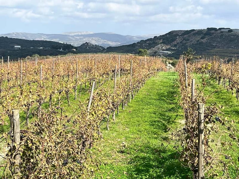 Soap Workshop, Olive Oil, Lyrarakis Winery and Lunch at Peza - Lyrarakis Winery Vineyard Walk and Cellar Time with Guided Tastings