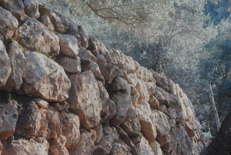 SOLLER: Olive Grove Experience, Oil Tasting & Picnic in the Tramuntana - Key highlights to look for