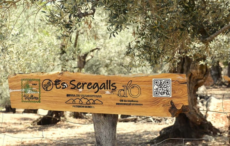 SOLLER: Olive Grove Experience, Oil Tasting & Picnic in the Tramuntana - Olive Grove Walk in Serra de Tramuntana: A Real Working Farm