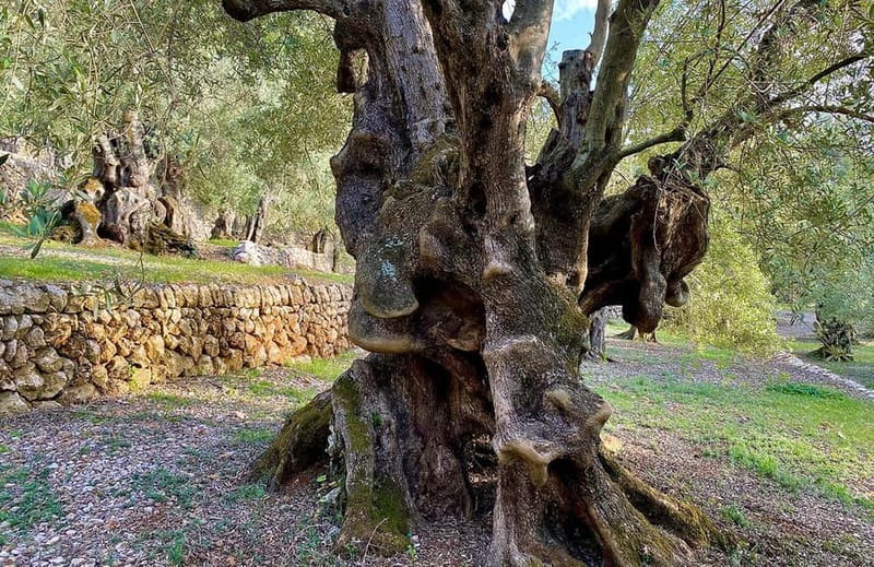 Sóller: Olive Oil Guided Tour and Tasting at Can Det Estate - The 1-hour format: pacing, group feel, and what to ask