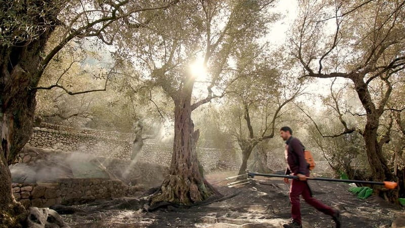 Sóller: Olive Oil Guided Tour and Tasting at Can Det Estate - Who should book this Can Det olive oil tour, and who might skip it