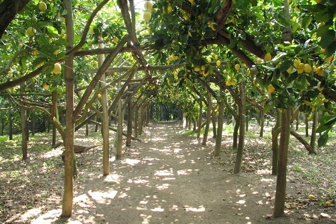 Sorrento Farm and Food Experience including Olive Oil, Limoncello, Wine tasting - Key things to know before you go