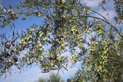 Sorrento Farm and Food Experience including Olive Oil, Limoncello, Wine tasting - Getting there from Via Correale: simple, practical logistics