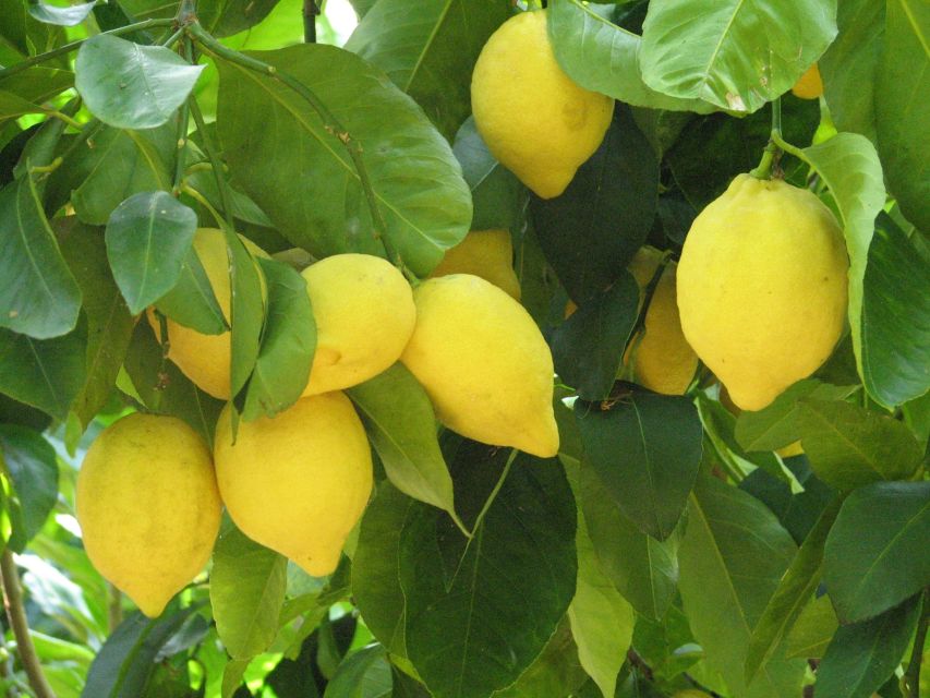Sorrento: Lemon, Olive Oil and Wine Tasting Tour with Lunch - From Sorrento Pickup to the Farm Hills: The Pace You’ll Actually Feel