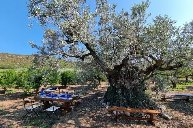 SYSTASIS Olive Oil Tasting Experience in Ermioni Greece - Argyris Leads the Tone: Friendly, Focused, and Built for Questions