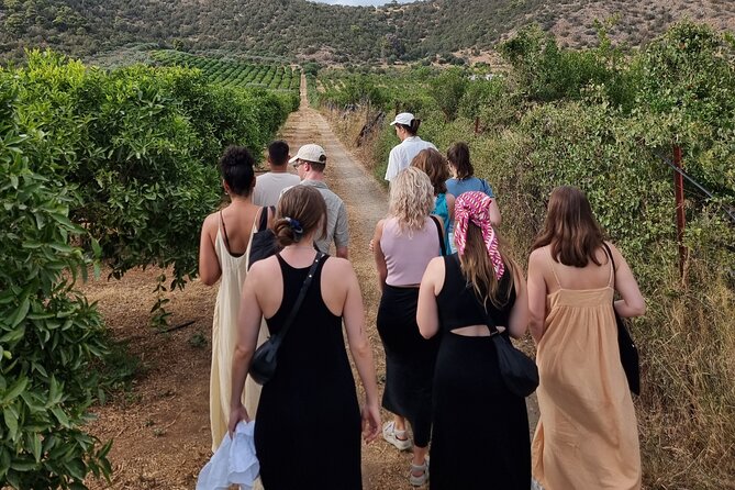 SYSTASIS Olive Oil Tasting Experience in Ermioni Greece - What You Learn About Olive Oil Quality Categories