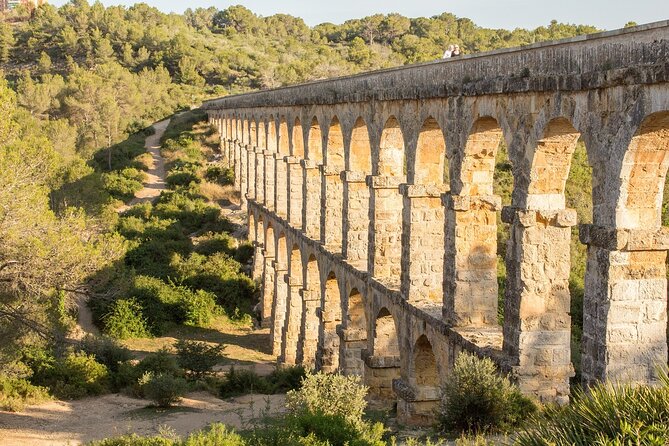 Tarragona Culinary Experience: Olive Oil & Iberian Ham Delight - Molí d’Oli Mas Montseny: From Olive Trees to a Professional Tasting Session
