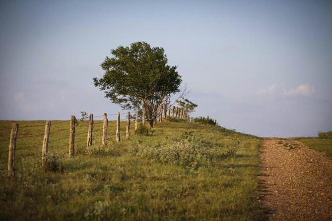 Texas Hill Country Olive Oil and Balsamic Vinegar Tasting - Key highlights you’ll feel fast