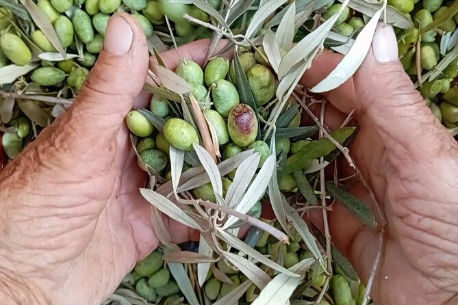 The Olive Oil Experience @ Lefkada Micro Farm - Key highlights you’ll feel in the moment