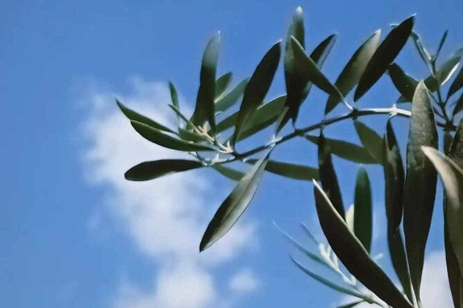 The Olive Oil Experience @ Lefkada Micro Farm - Price and value: what $62.48 buys you in real terms