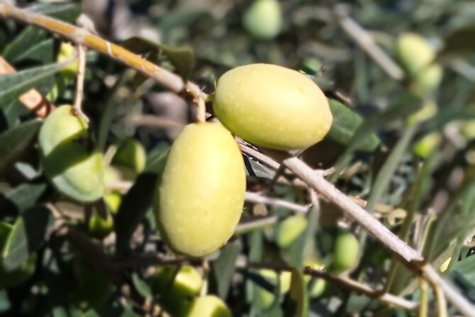 The Olive Oil Experience @ Lefkada Micro Farm - Who should book this in Lefkada (and who might prefer something else)