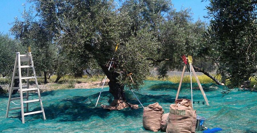 The Terra Creta Olive Oil Experience Tour - Inside the Terra Creta mill: from harvest to bottling