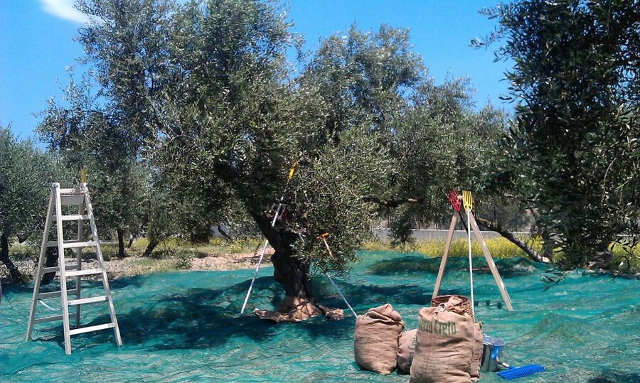 The Terra Creta Olive Oil Experience Tour - Who should book this, and who should skip it