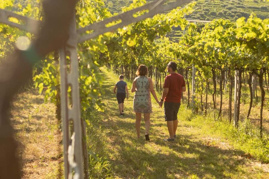 THE TRADITIONS OF VALPOLICELLA: WINE, EXTRA VIRGIN OLIVE OIL, AND HONEY TASTING - From Harvest to Winemaking Rooms: How Traditions Become Wine
