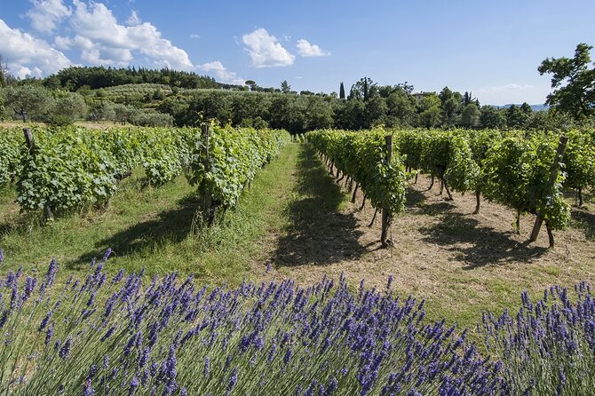 Tour through the vineyards and wine and olive oil tasting in Tuscany - Price and Value Check: Is $45.96 Worth It?