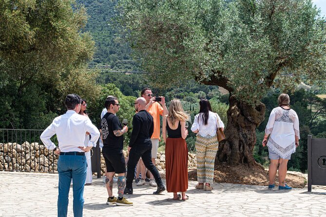 Tour to olive grove and olive mill, oil tasting and snack - Time, pacing, and what the 1.5–2 hours feels like