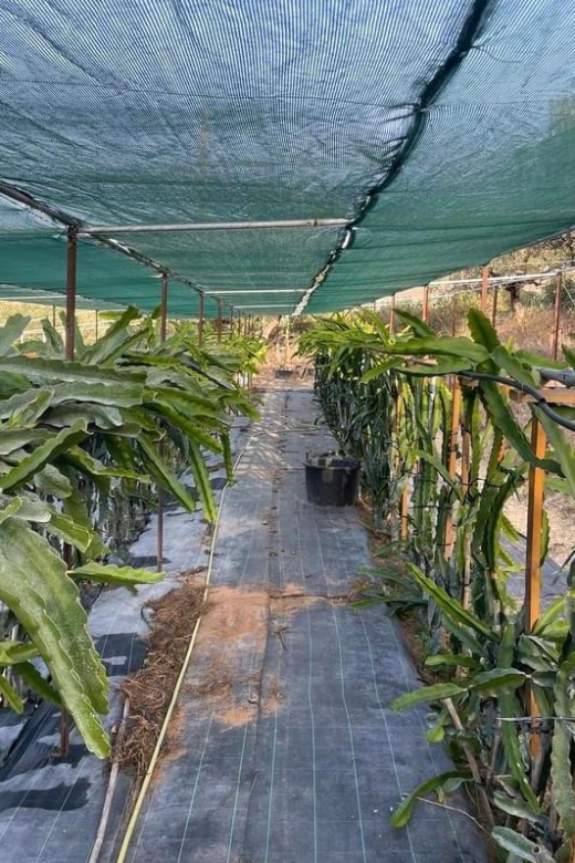 Traditional Olive Grove and Dragon Fruit Farm Tour - Key highlights worth marking on your map