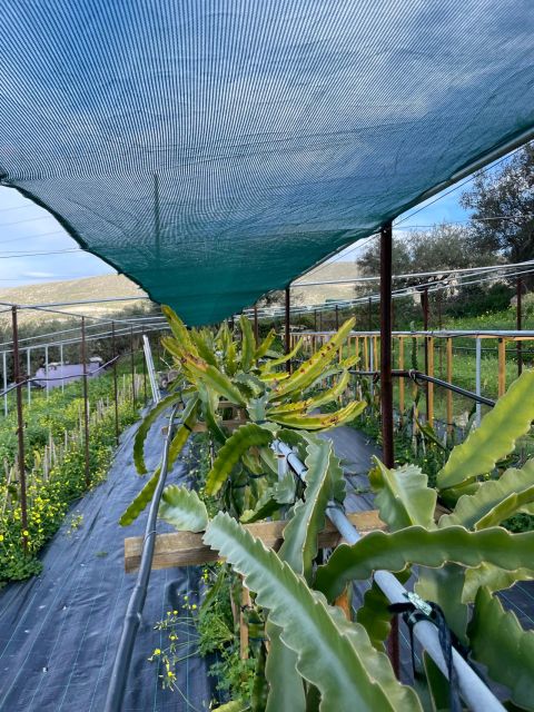 Traditional Olive Grove and Dragon Fruit Farm Tour - Agiou Alexandrou Guided Hour: How the Farming Story Gets Told