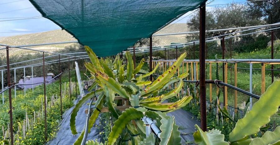 Traditional Olive Grove and Dragon Fruit Farm Tour - Olive Grove Walk: Cultivation, Harvesting, and Tools You Can Inspect